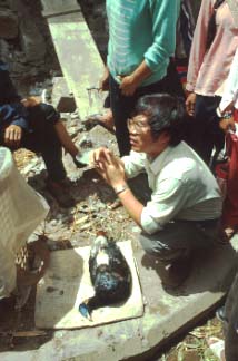 Yang Xiaojun gathering information on a male Sclater's Monal for sale at the Gongshan farmer's market.