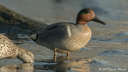Green-winged Teal, pair