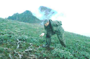 David Rimlinger inspecting foraging site of Sclater's Monal.