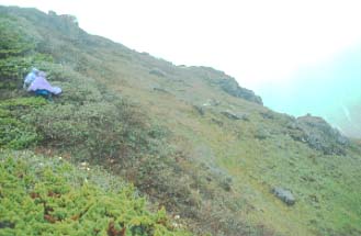 Listening for monal in drizzling mist, Dong Shao Fang, Gongshan