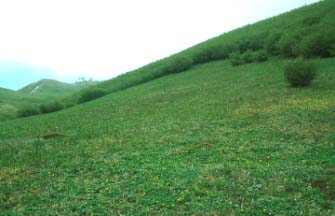 Typical summer habitat of Sclater's Monal, Da Yang Tian, Datong.