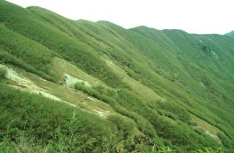 Prime Sclater's Monal habitat: meadows surrounded by bamboo thickets, Da Yang Tian, Datong