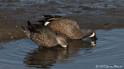 Blue-winged Teal, pair