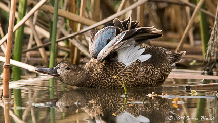 Cinnamon Teal, female